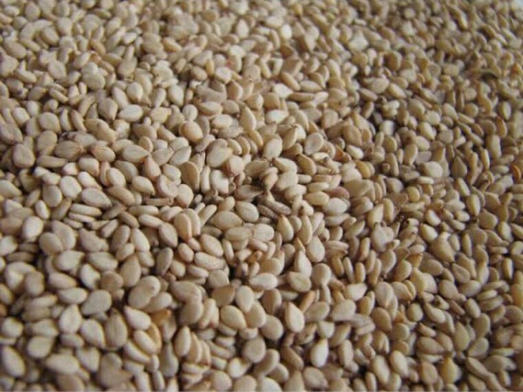 Premium raw sesame seeds