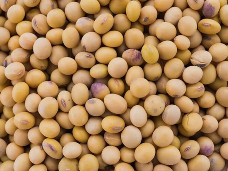 Non-GMO soybeans close-up
