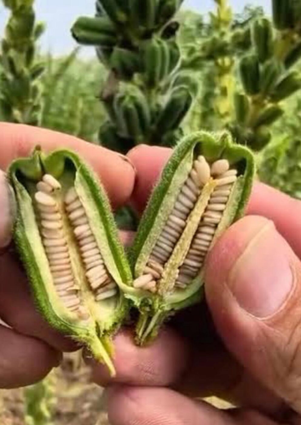 Raw sesame in pods from the field